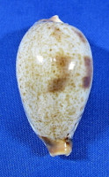 Ficadusta pulchella pulchella